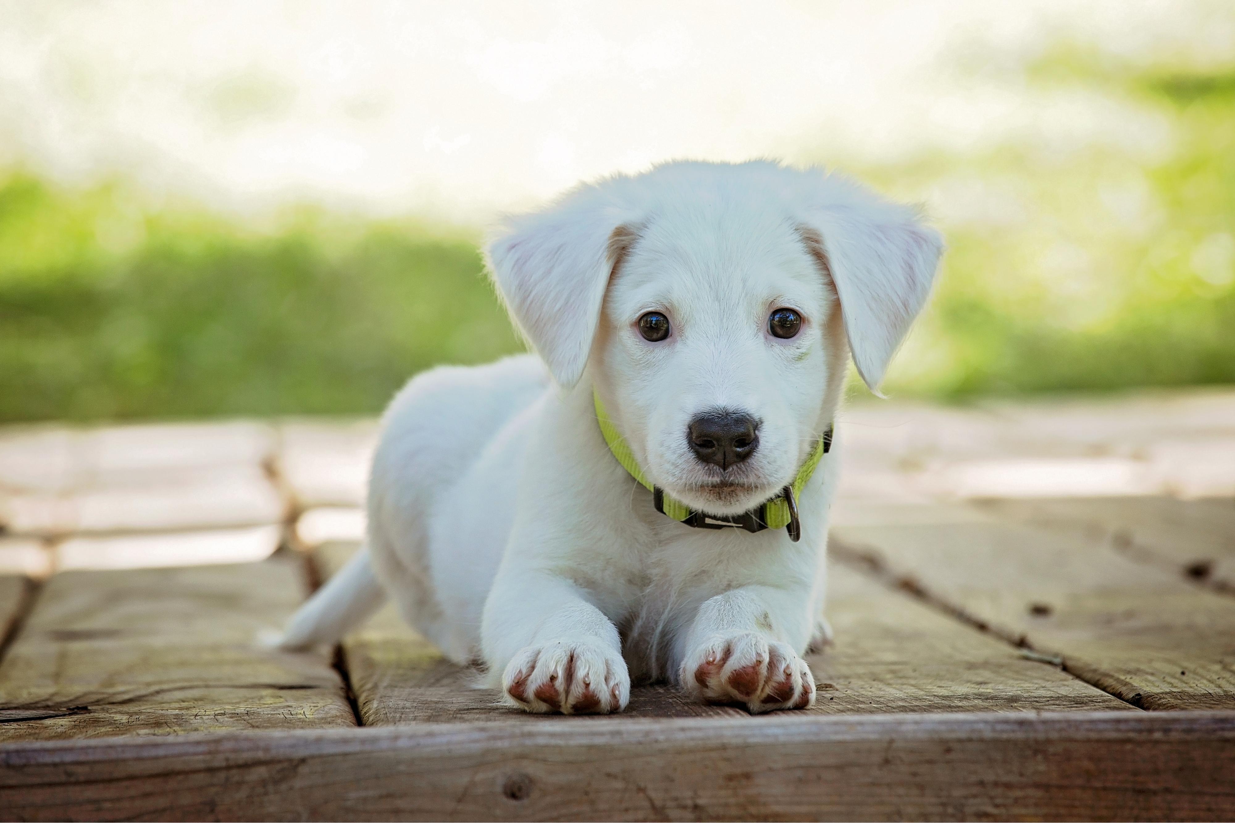 Most Popular Dog Breed in Every State Stacker