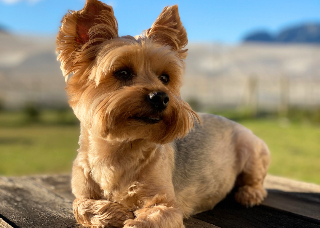 A Yorkshire terrier in the sun.