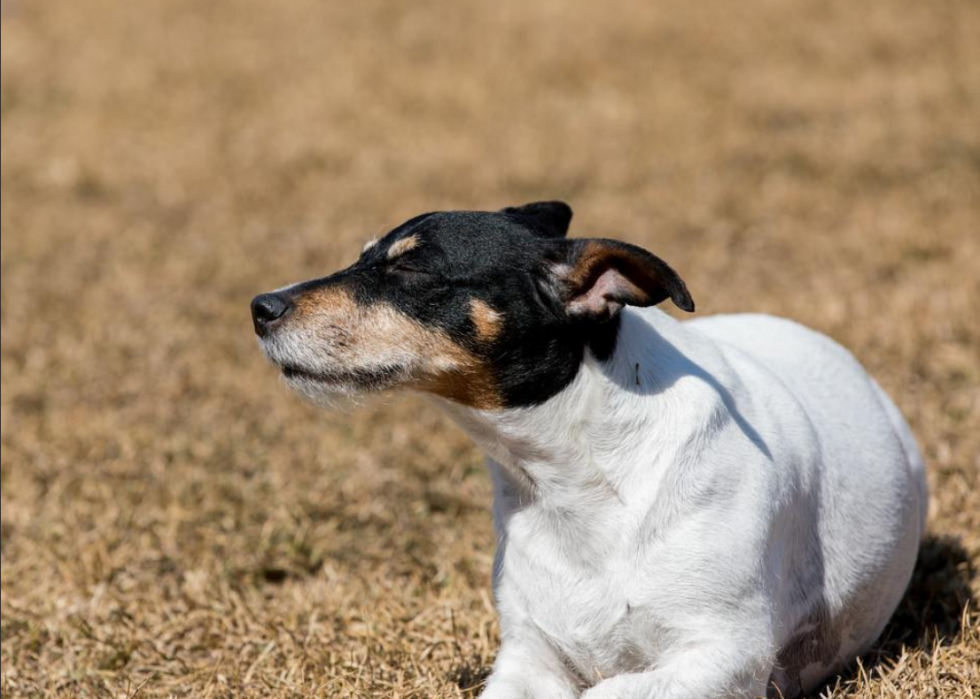 Longest Living Dog Breeds | Stacker