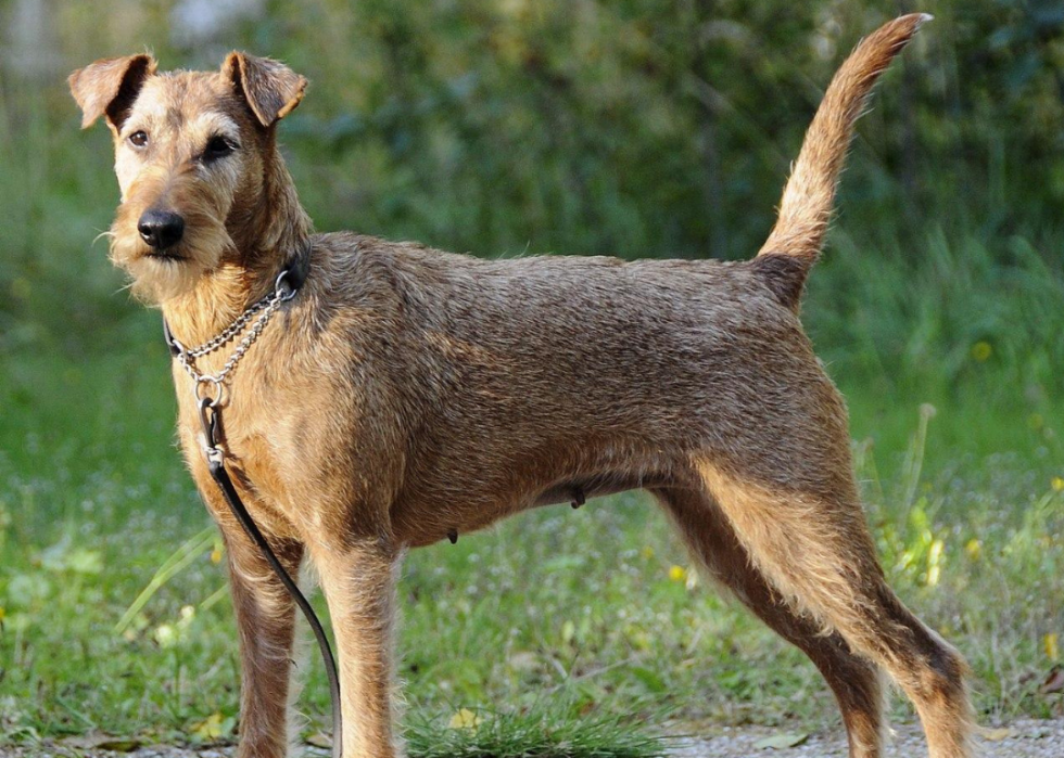 what is the most remote terrier in ireland