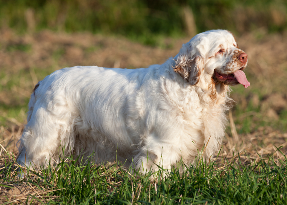 Most Popular House Friendly Dogs Stacker   00004171 1 0 0 0 