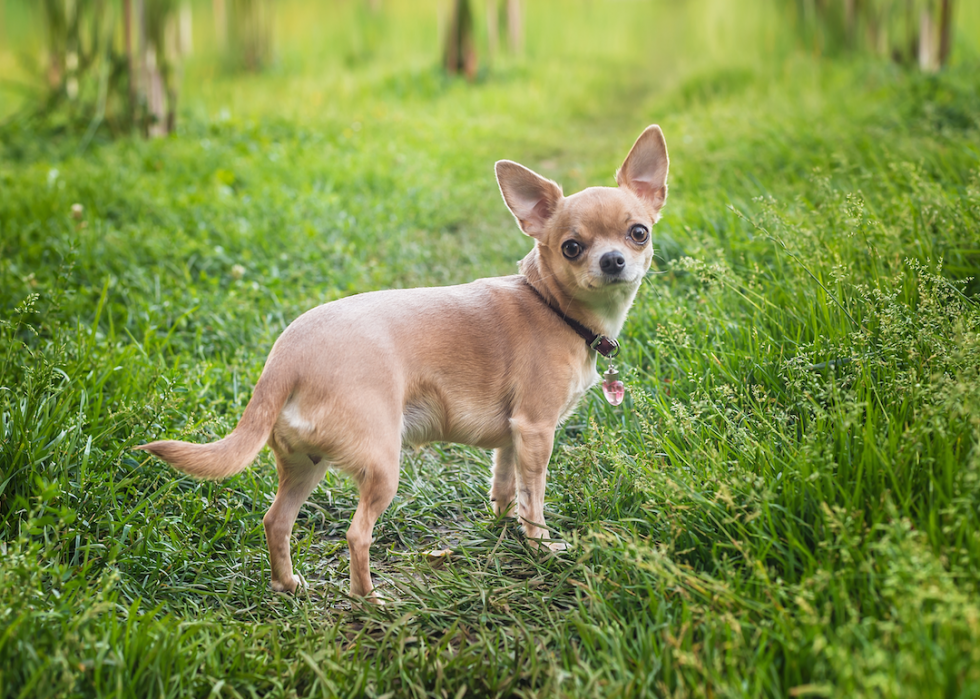 Most Popular House-friendly Dogs | Stacker