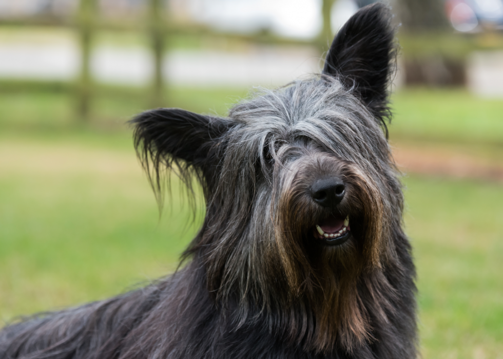 are skye terrier puppies lazy