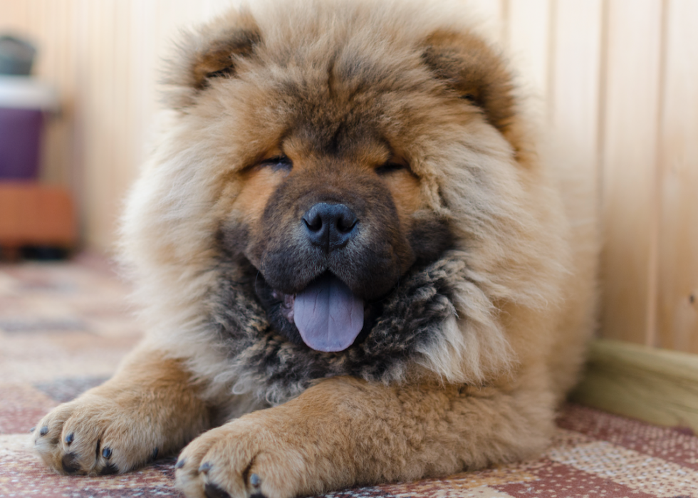 Most Popular Mid-Size Dog Breeds | Stacker