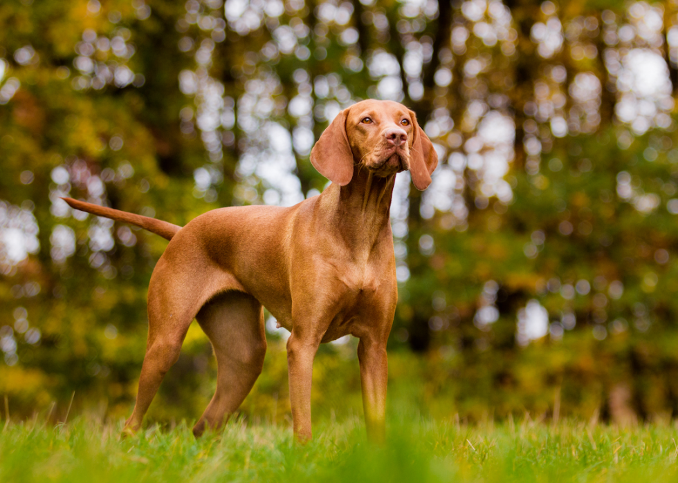 Most Popular Mid-size Dog Breeds 