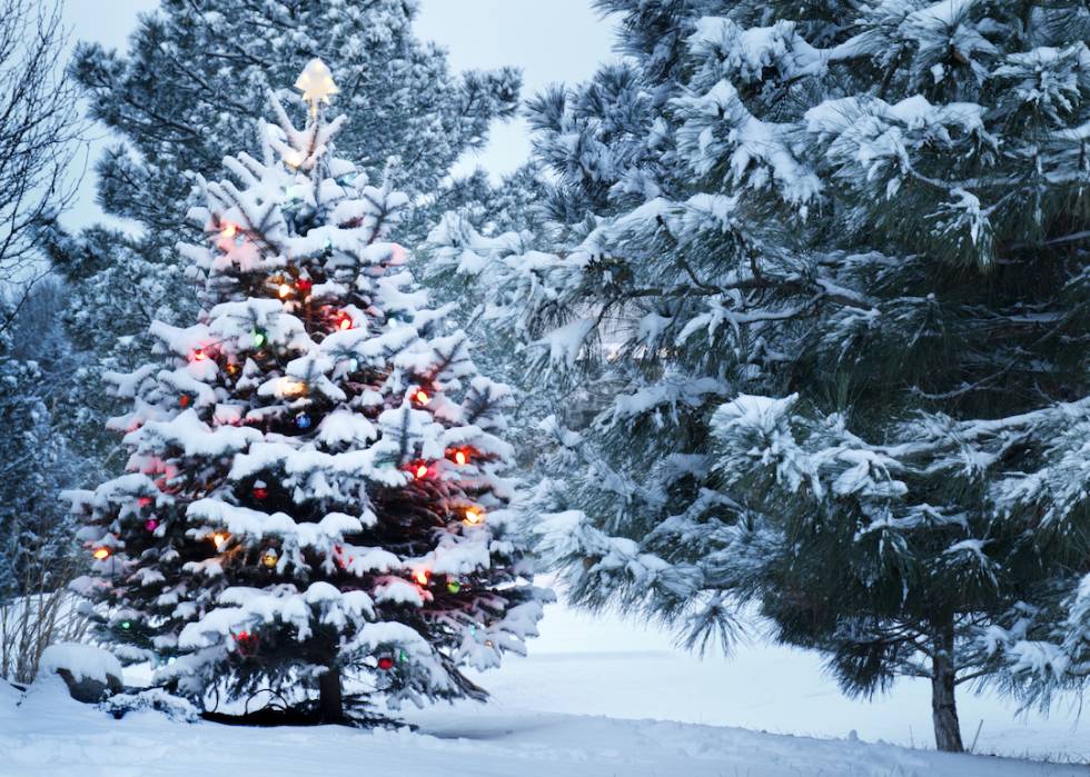 A snowy evergreen with Christmas lights.