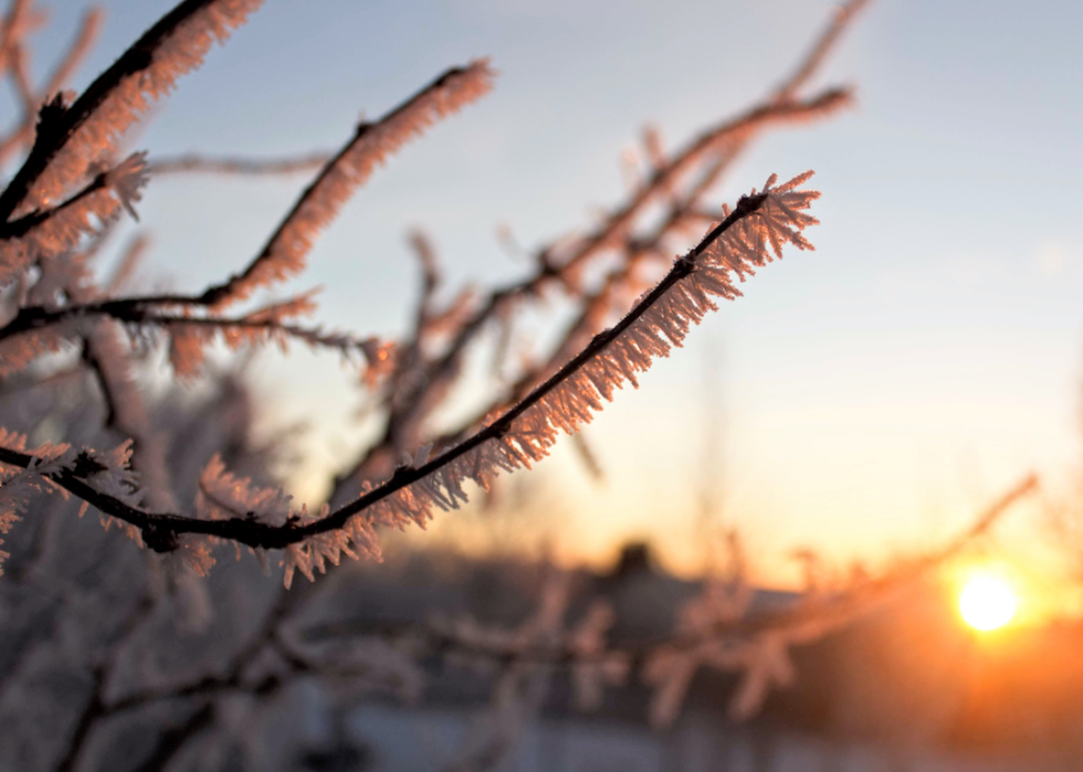 A close up of frost on a tree branch.