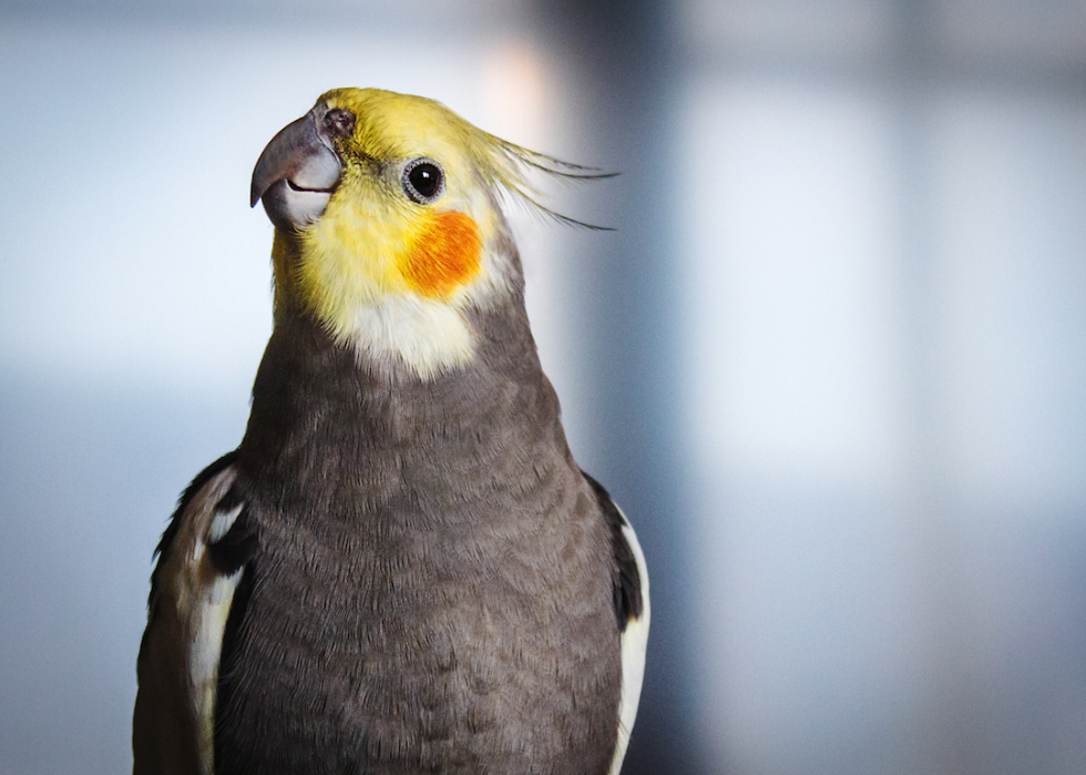 Common Household Pets That Live The Longest Stacker