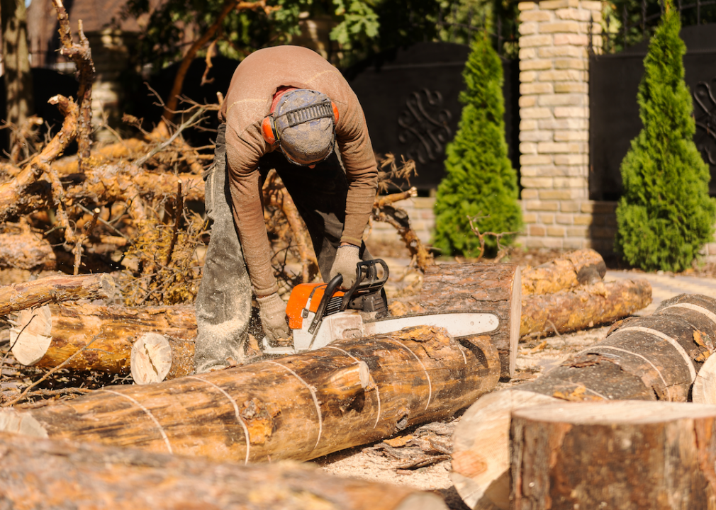 A logging worker cuts up a tree.