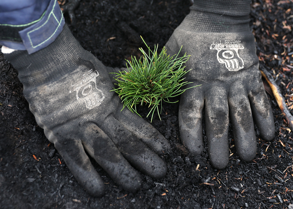 NPS nursery crew member wearing dark gray gloves plants a white bark pine seedling.