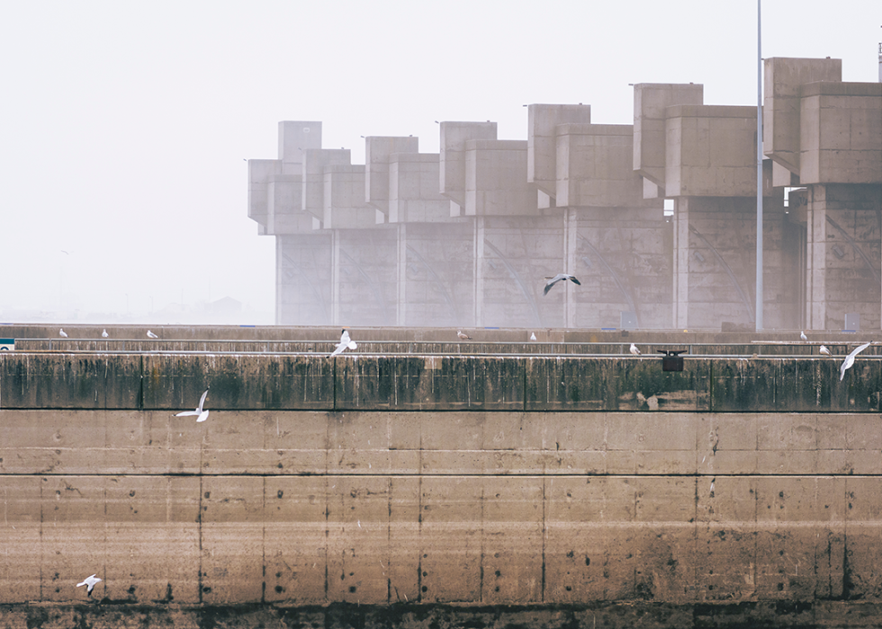 Seagulls at the Melvin Price Locks and Dam No. 26 in Alton.