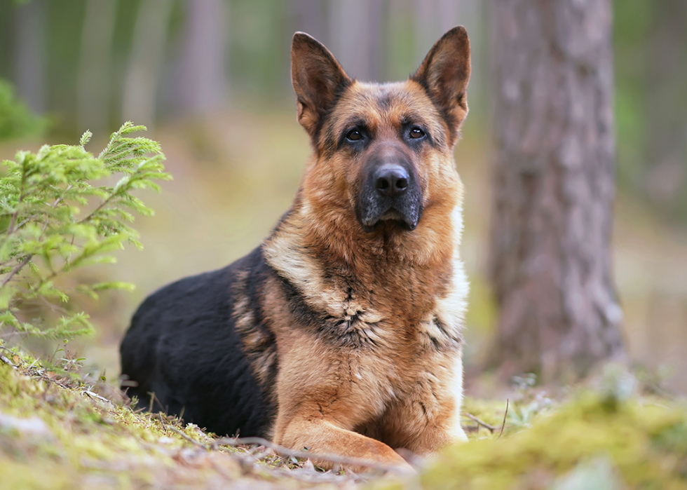 German shepherd running in grass.