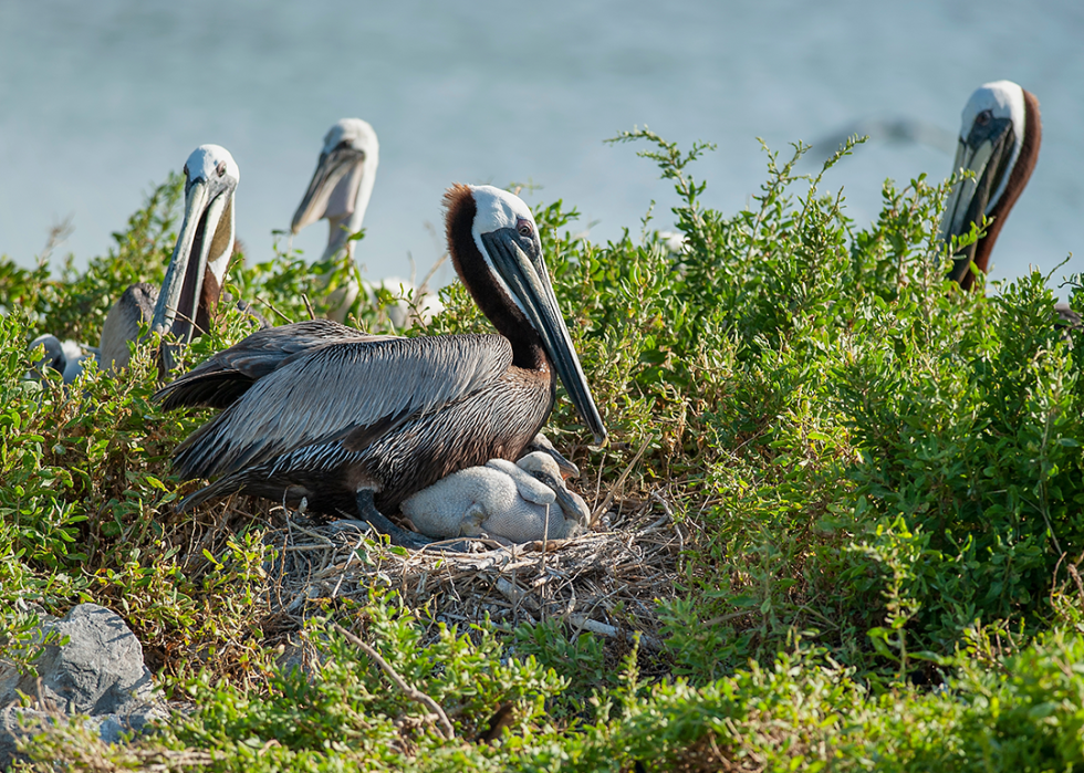 Nesting brown pelicans on Queen Bess Island.