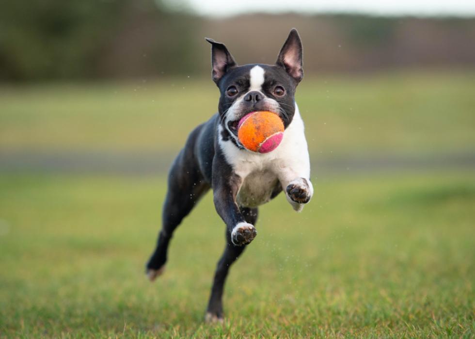 Boston terrier in mid-air catches ball. 