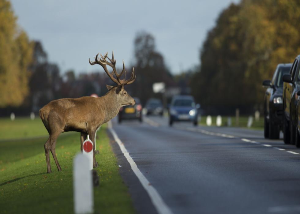 Deer crossing busy road
