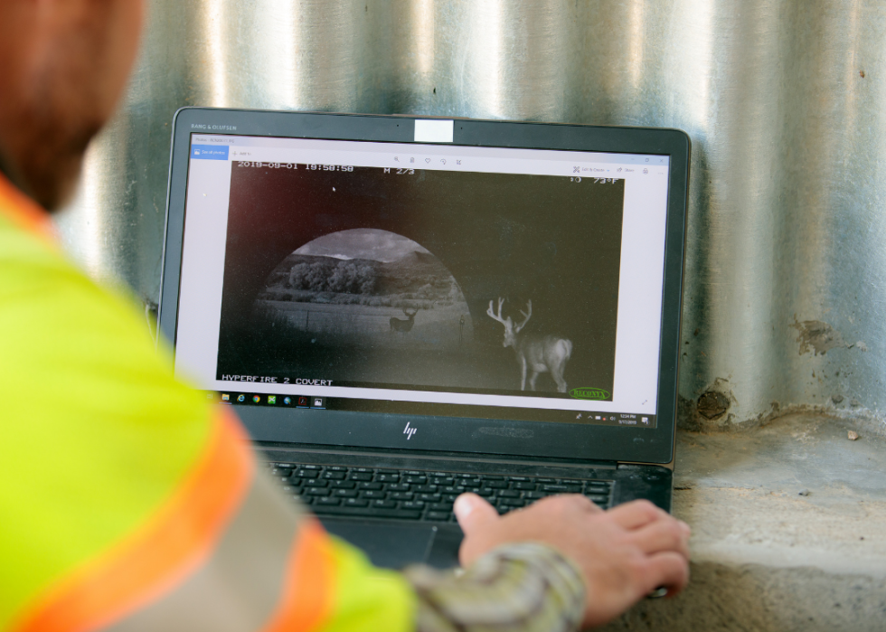 Man looking at remote camera images of wildlife using crossing