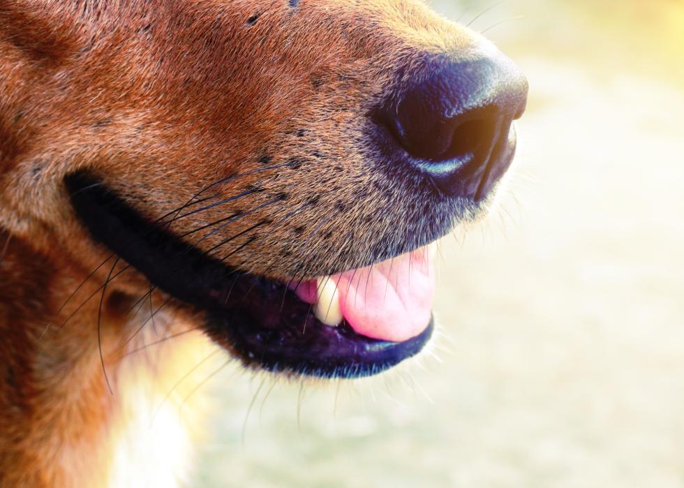 Close-up of dog's nose and mouth.