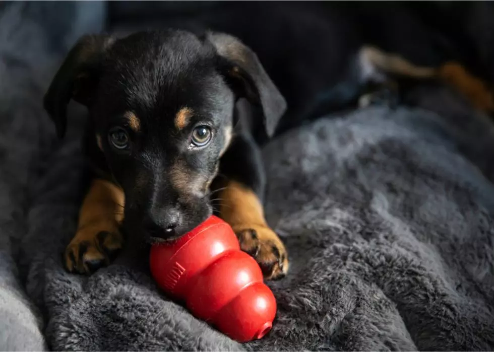 foster pet