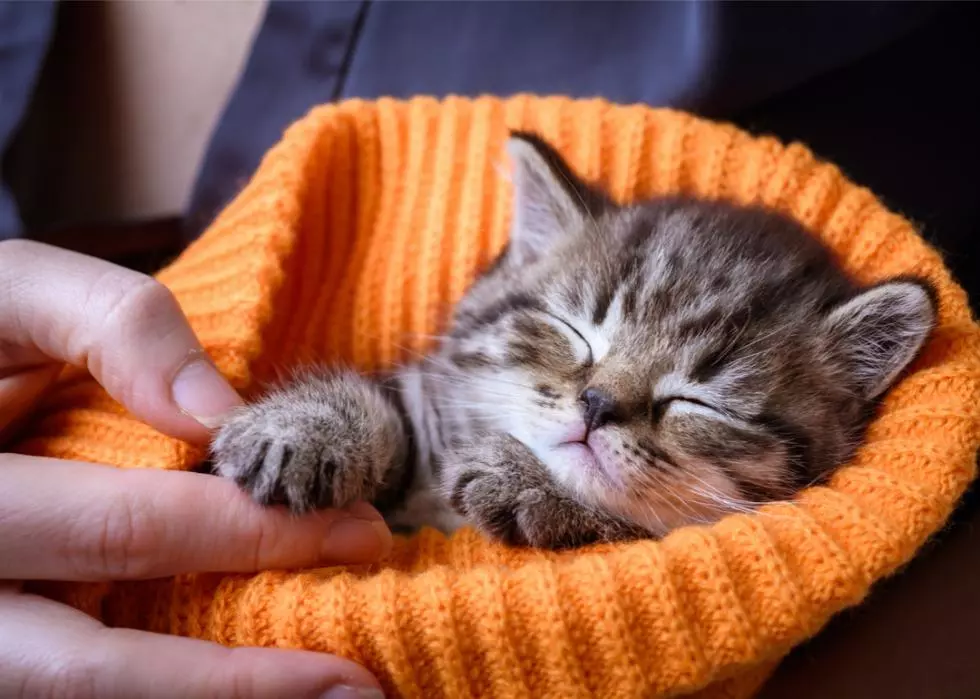 foster pet