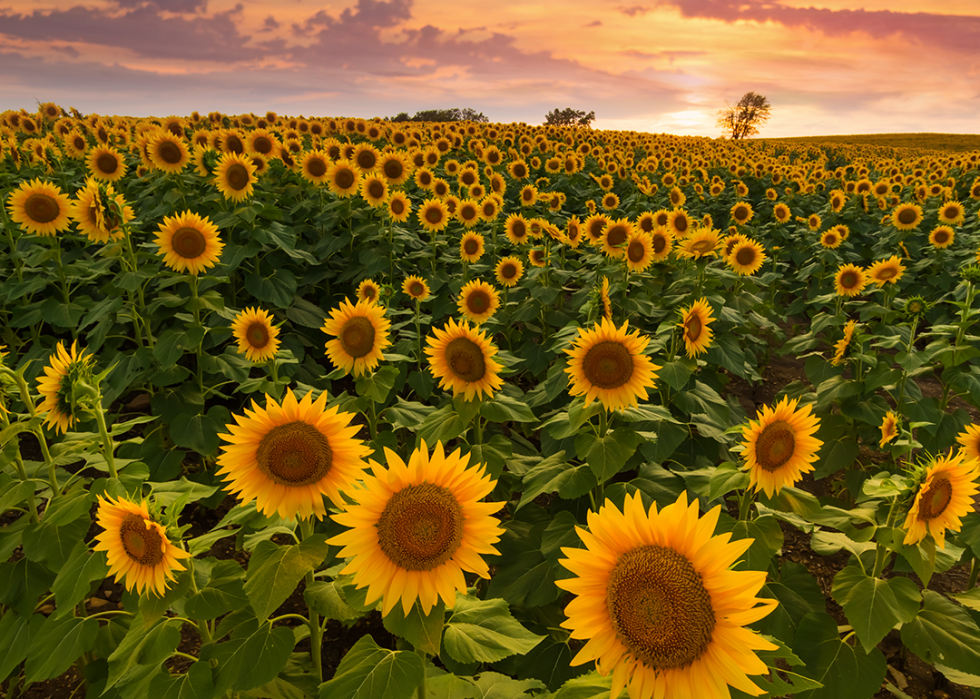 Field of sunflowers at sunset.