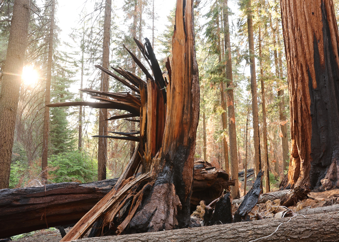 Wildfire damage in Sequoia National Park.