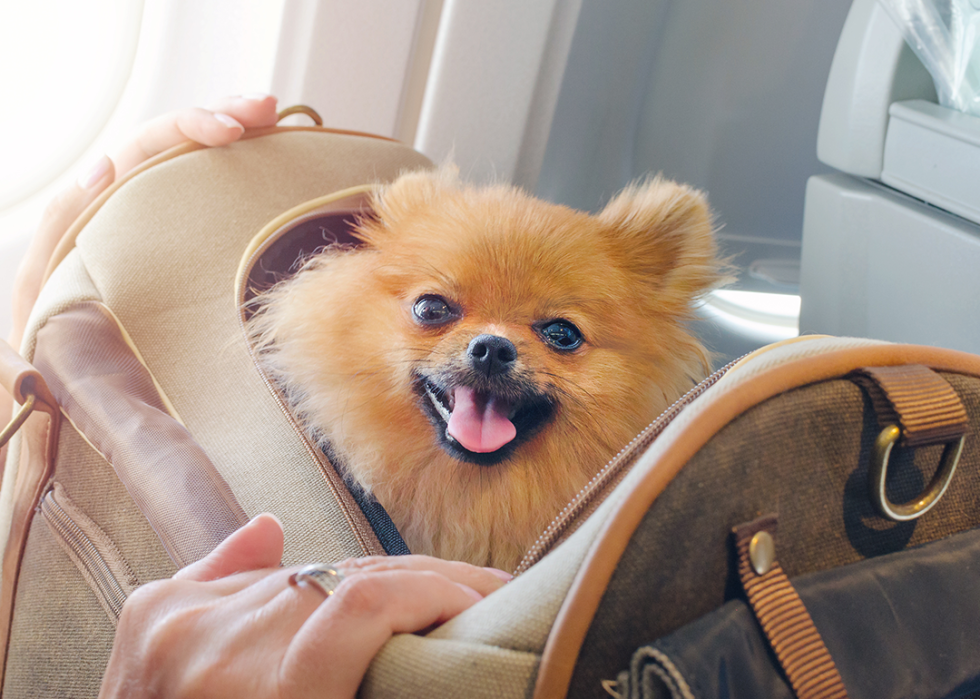 Pomeranian Spitz in a travel bag