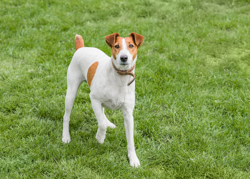 Smooth fox terrier standing in a grass.