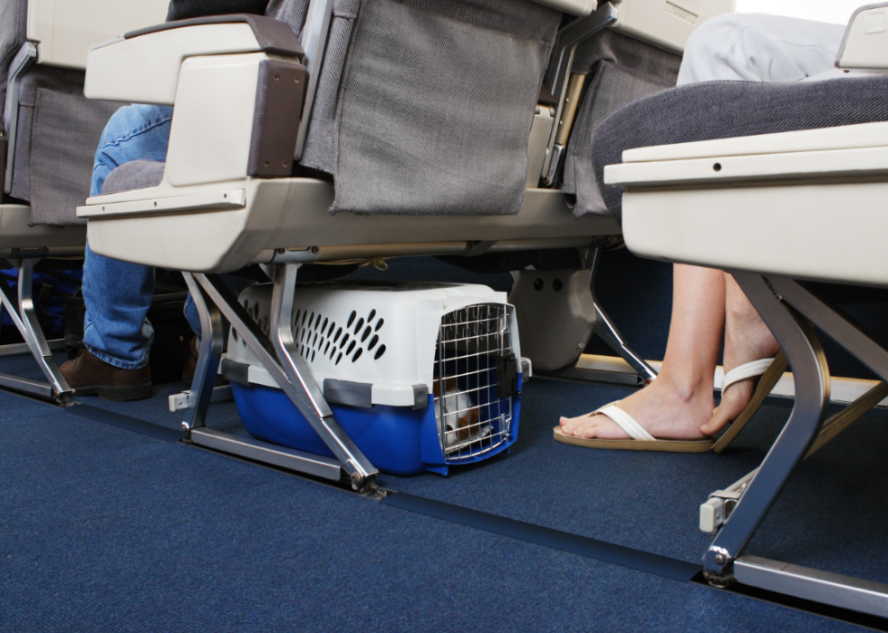 Pet in carrier under seat in airplane.
