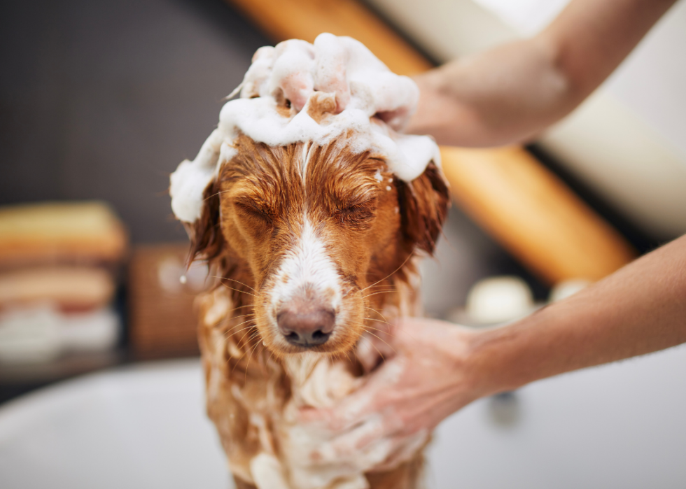 Dog taking bath