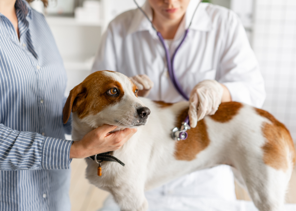 Vet listens to dog with stethoscope