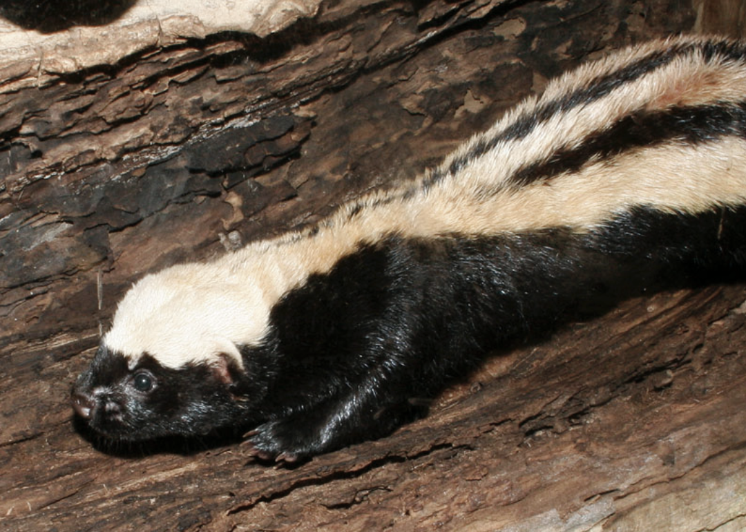 White naped weasel on log.