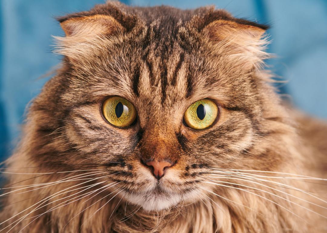 Portrait of Highland Scottish Fold cat