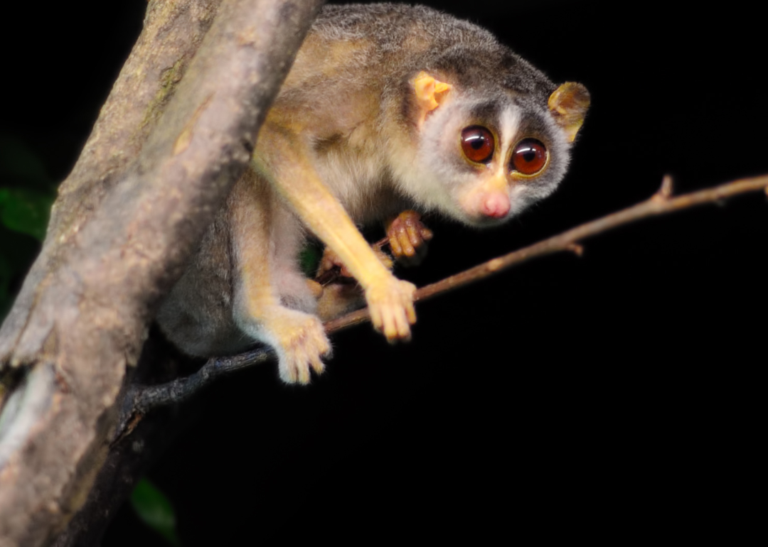 Slender loris on tree branch at night.