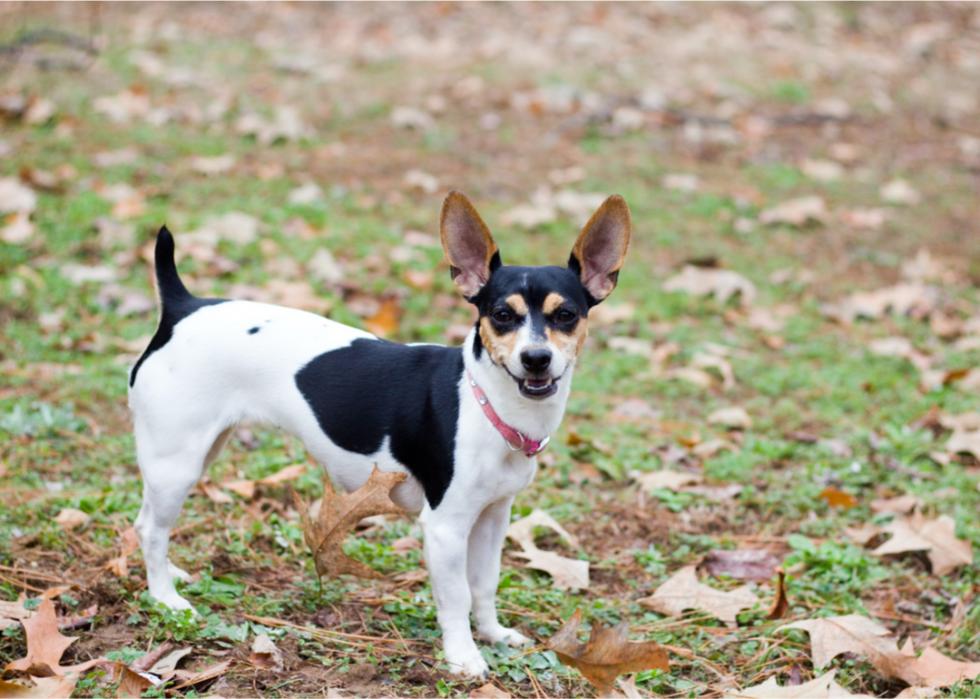 A happy-looking rat terrier standing outside on the grass looks toward the camera.