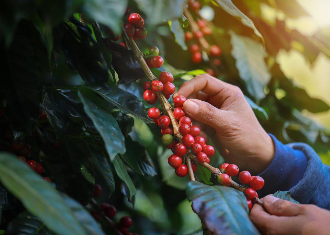 Person harvesting coffee berries.