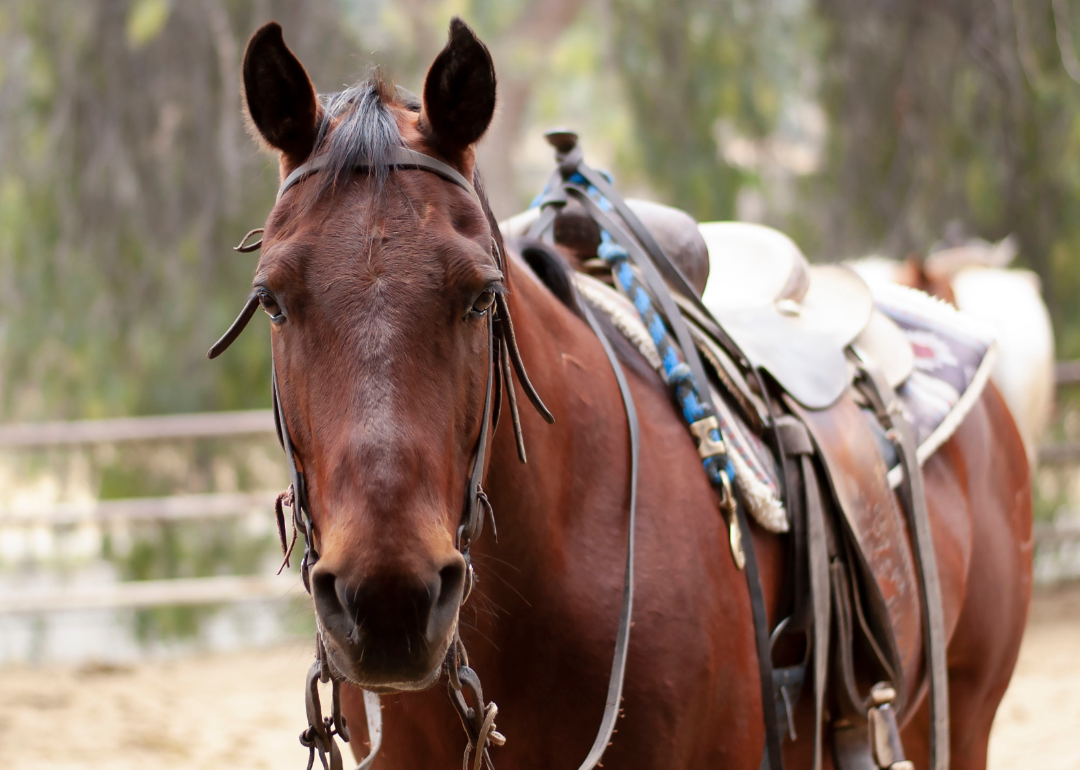 Horse wearing saddle.