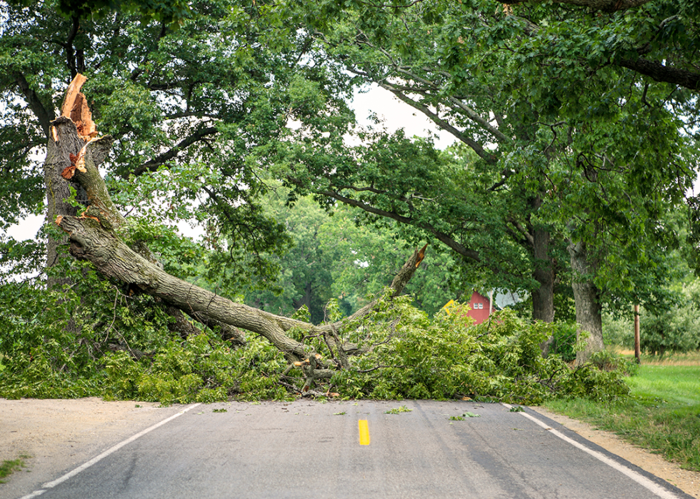 Tree fallen across a road.