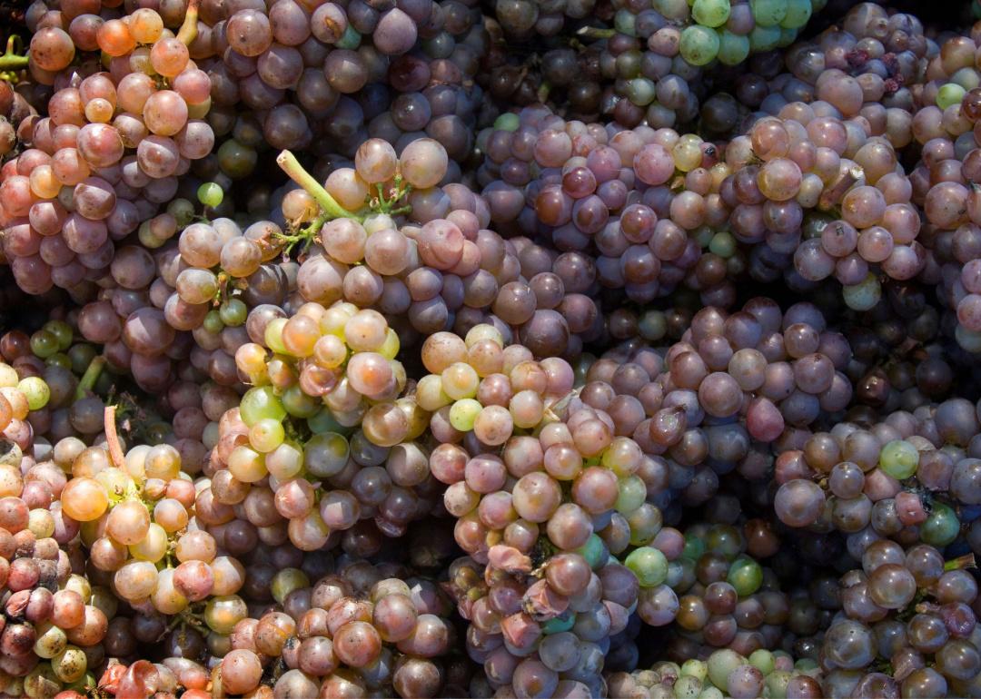 Harvested wine grapes at a Cowichan Vineyard