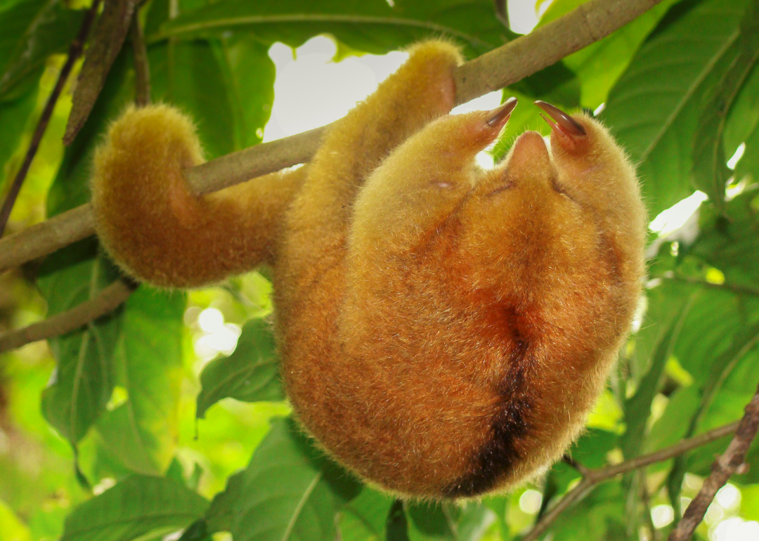 Silky anteater hanging from tree.