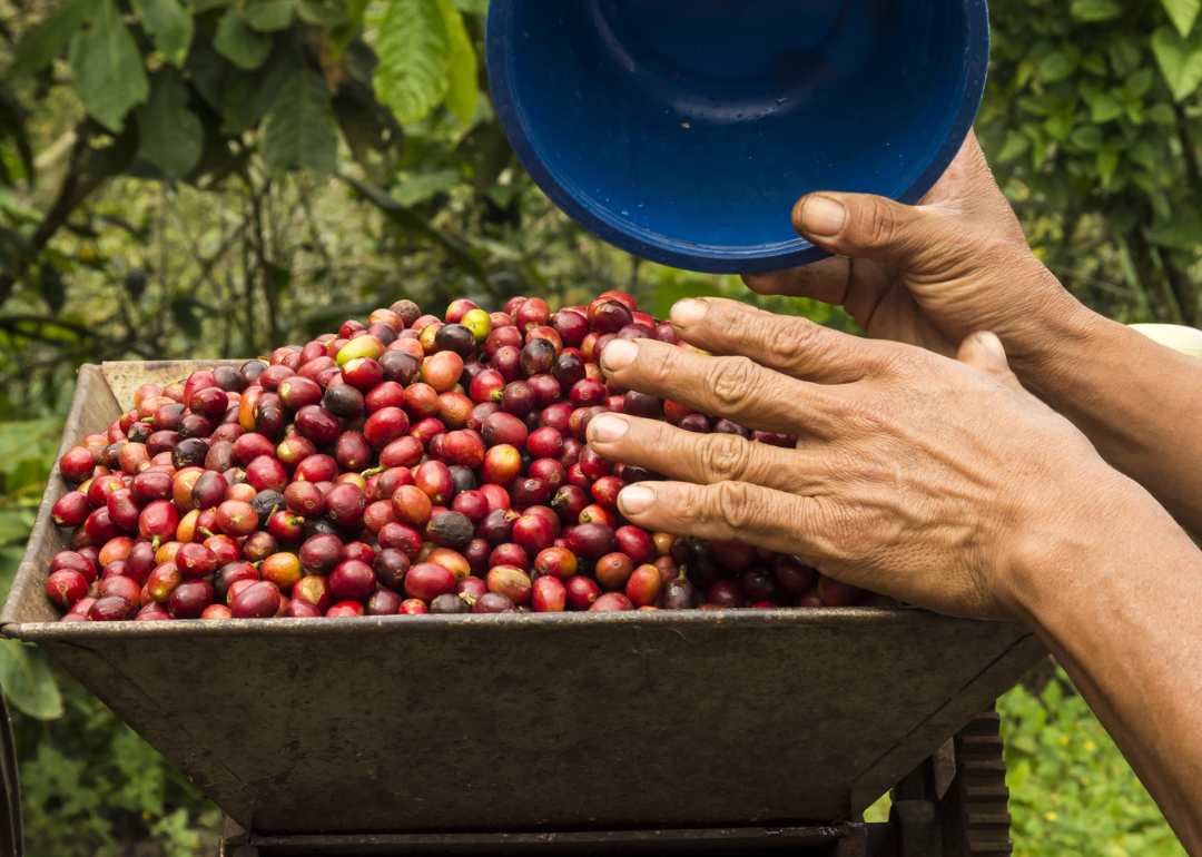 Worker gathering coffee berries in Mexico.