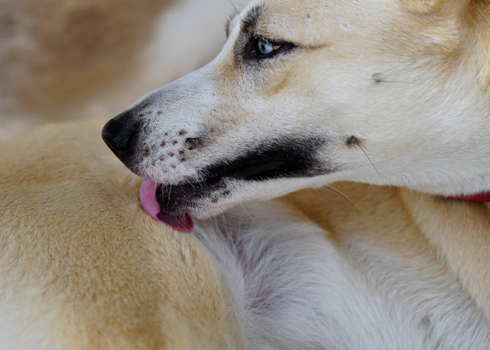 Dog licking its body.