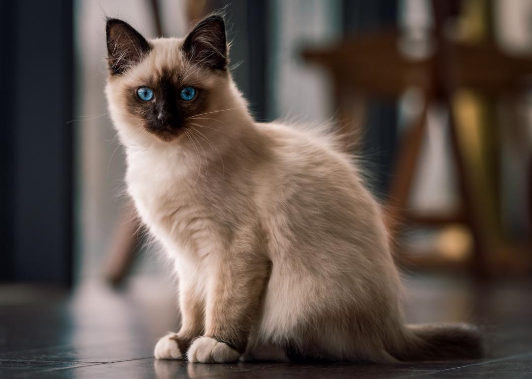 Portrait of a Birman cat with blue eyes