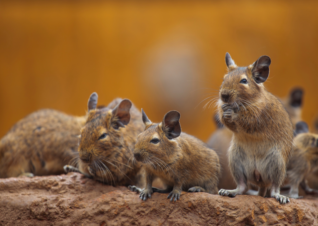 Group of degus on rock.