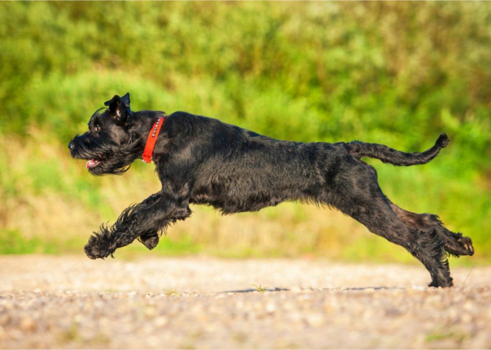 A black giant schnauzer running outside.