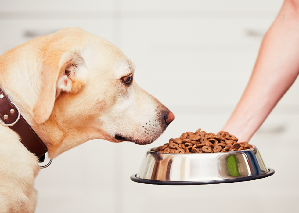 Owner feeding dog