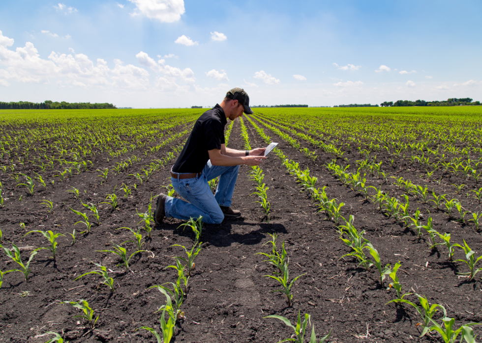 Agronomist Using Technology in Agricultural Corn
