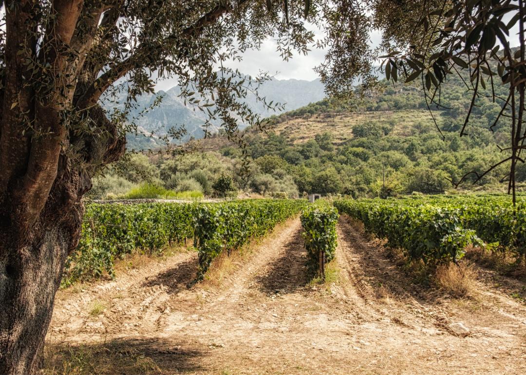 Rows of vines growing under summer sun surrounded by olive trees