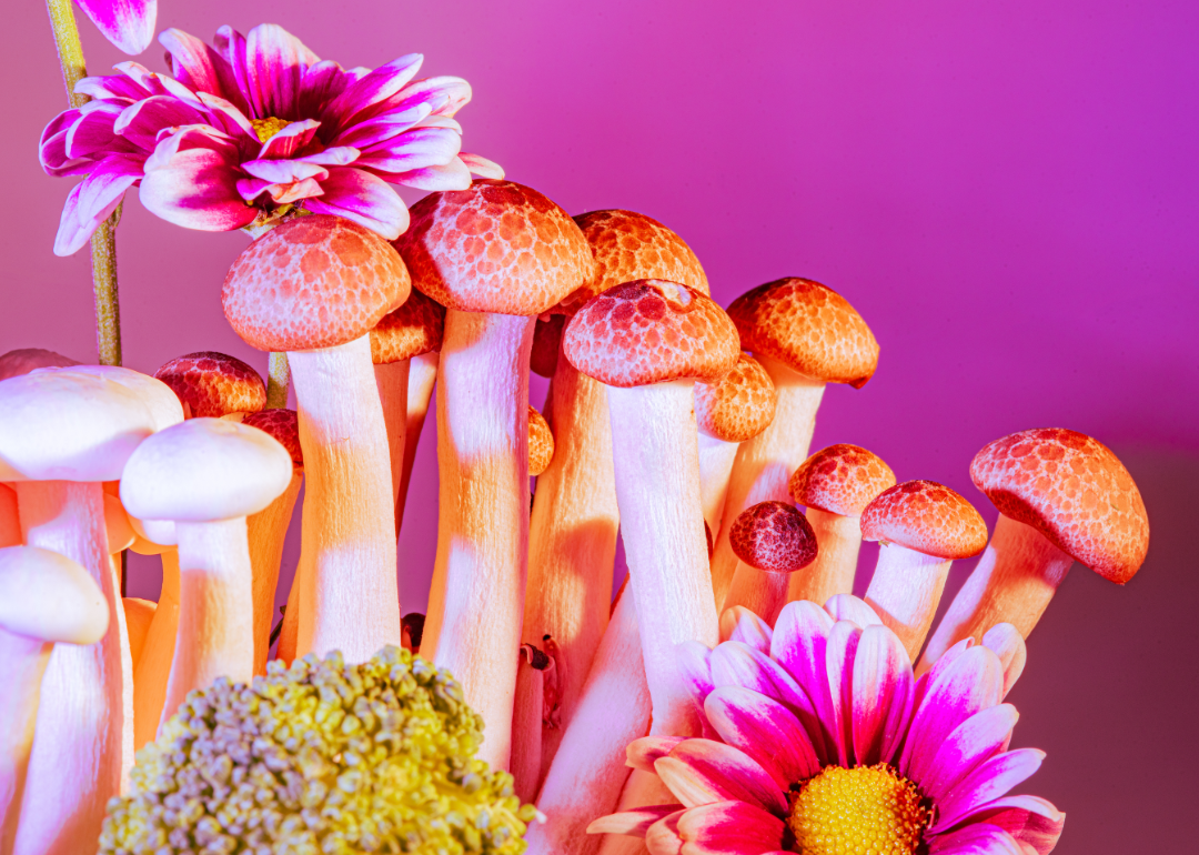 Colorful mushrooms and flowers.