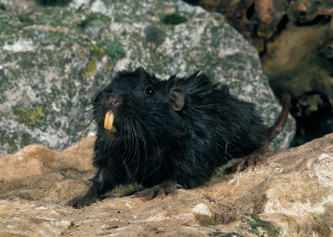 Coruro rat standing on rock.