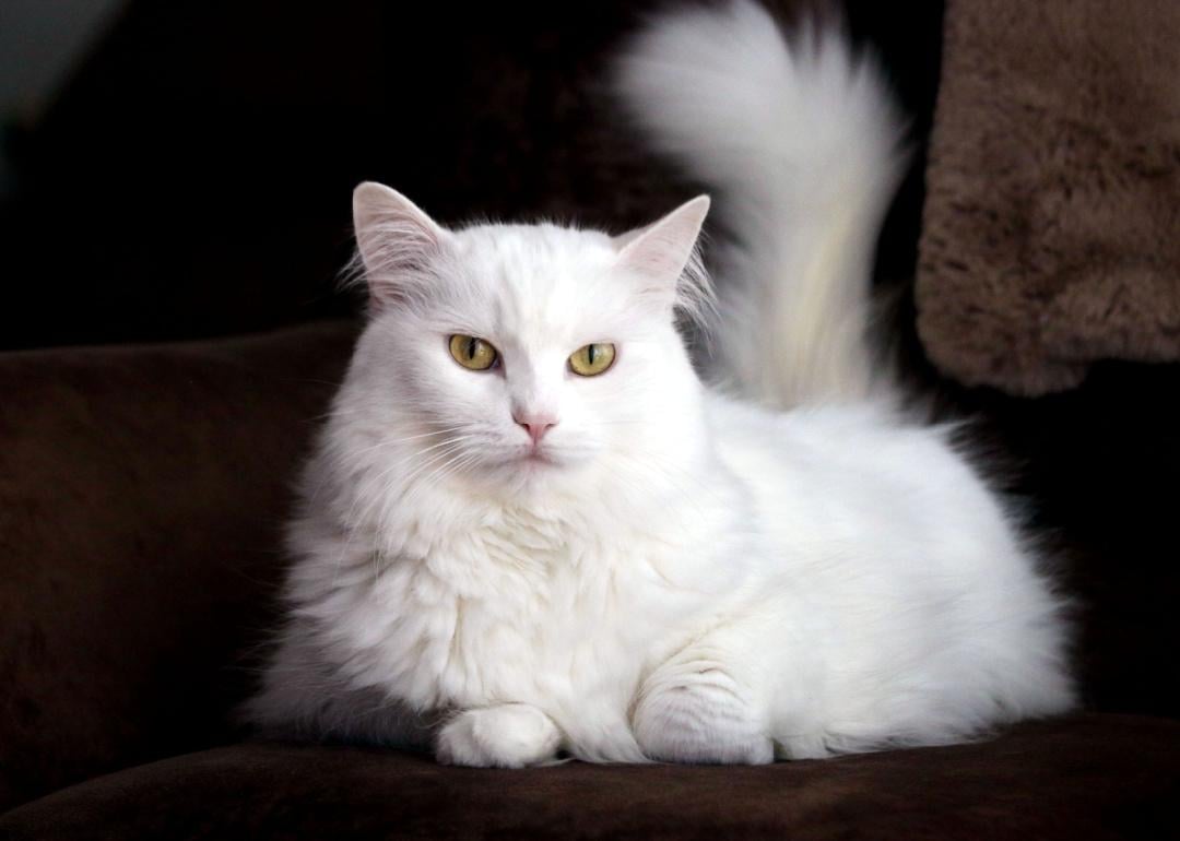White Turkish Angora cat sitting on couch